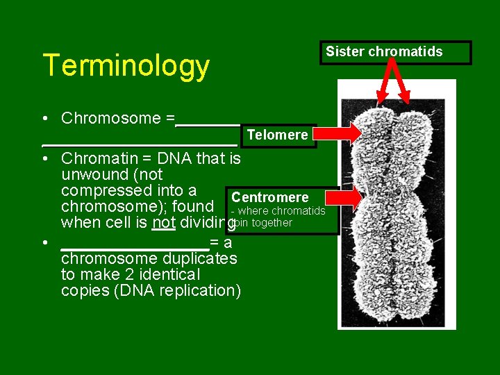 Terminology Sister chromatids • Chromosome =___________ Telomere • Chromatin = DNA that is unwound Terminology Sister chromatids • Chromosome =___________ Telomere • Chromatin = DNA that is unwound