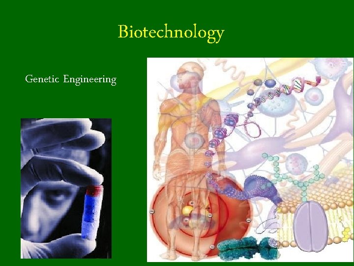 Biotechnology Genetic Engineering 