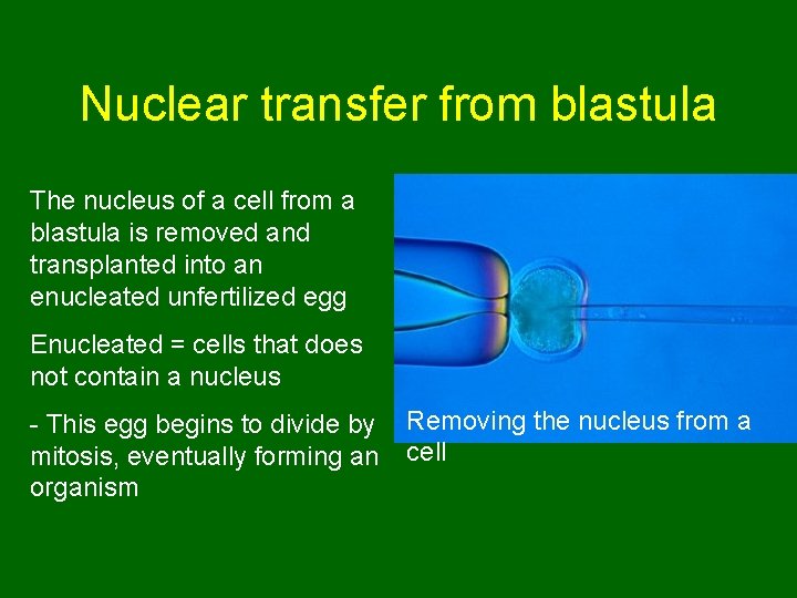 Nuclear transfer from blastula The nucleus of a cell from a blastula is removed
