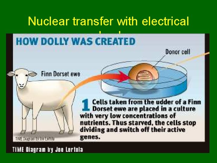 Nuclear transfer with electrical shock  Nuclear transfer with electrical shock