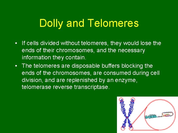 Dolly and Telomeres • If cells divided without telomeres, they would lose the ends Dolly and Telomeres • If cells divided without telomeres, they would lose the ends