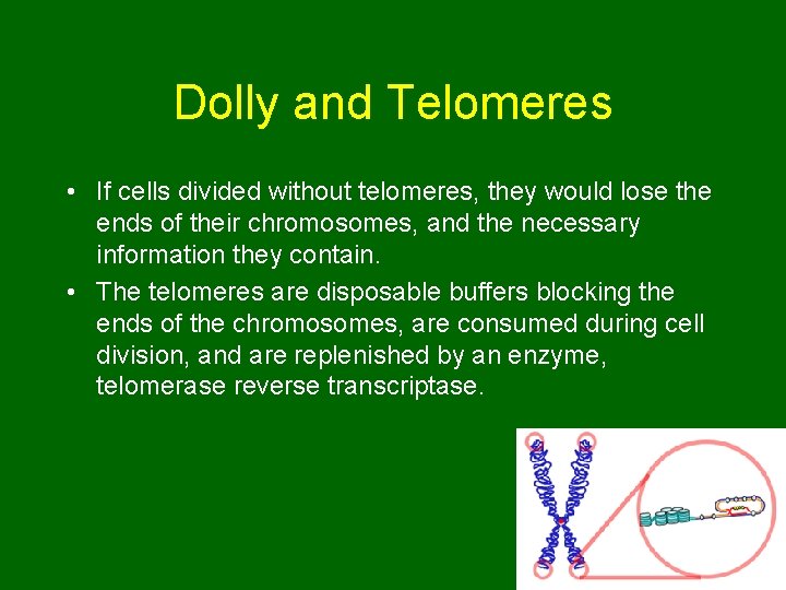 Dolly and Telomeres • If cells divided without telomeres, they would lose the ends