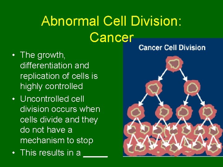 Abnormal Cell Division: Cancer • The growth, differentiation and replication of cells is highly