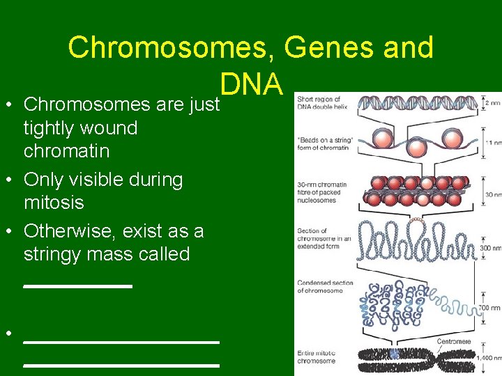 Chromosomes, Genes and DNA • Chromosomes are just tightly wound chromatin • Only visible