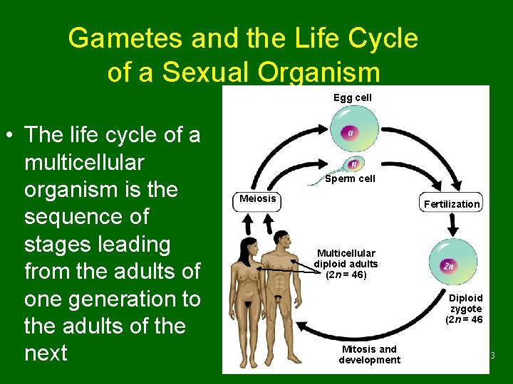 Gametes and the Life Cycle of a Sexual Organism Egg cell • The life