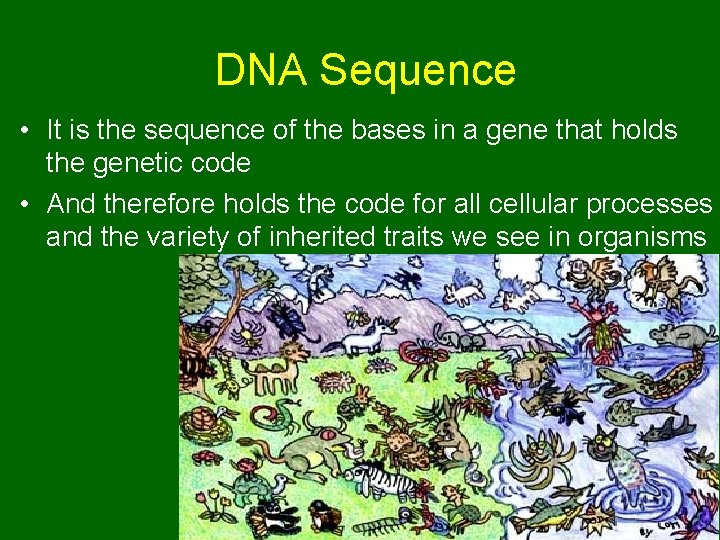 DNA Sequence • It is the sequence of the bases in a gene that DNA Sequence • It is the sequence of the bases in a gene that