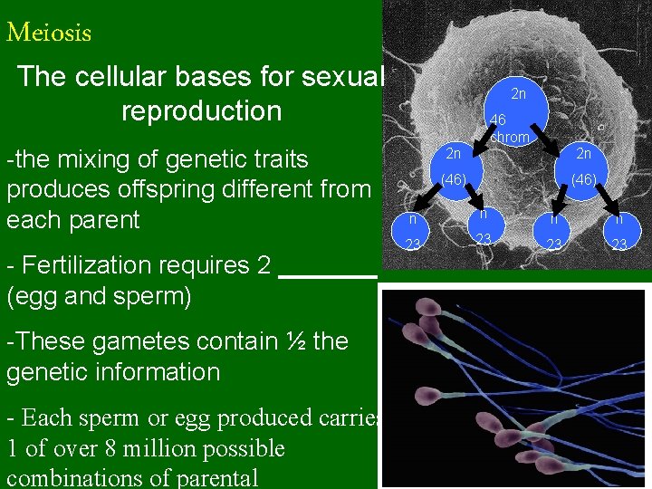 Meiosis The cellular bases for sexual reproduction -the mixing of genetic traits produces offspring
