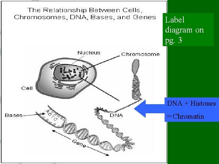 Label diagram on pg. 3 DNA + Histones = Chromatin  Label diagram on pg. 3 DNA + Histones = Chromatin