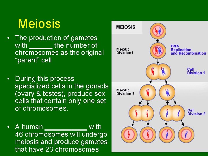 Meiosis • The production of gametes with ______ the number of chromosomes as the