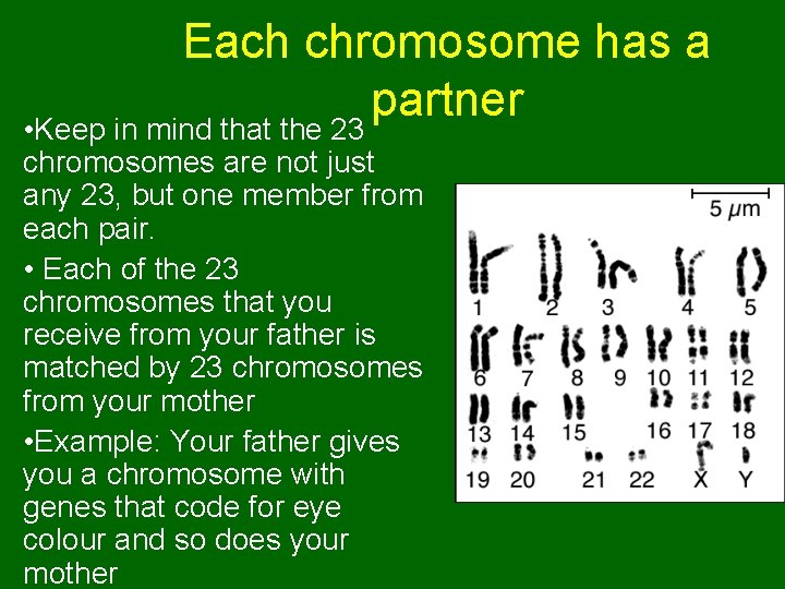 Each chromosome has a partner • Keep in mind that the 23 chromosomes are