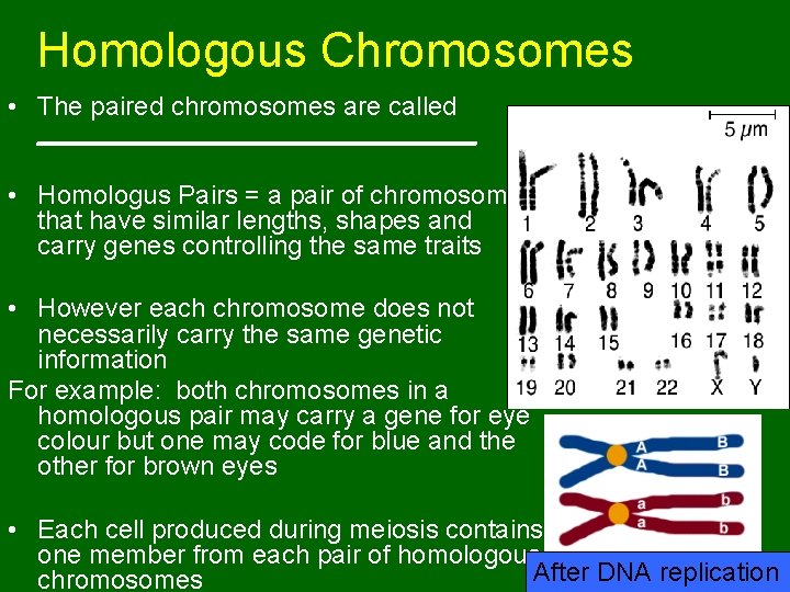 Homologous Chromosomes • The paired chromosomes are called _______________ • Homologus Pairs = a Homologous Chromosomes • The paired chromosomes are called _______________ • Homologus Pairs = a