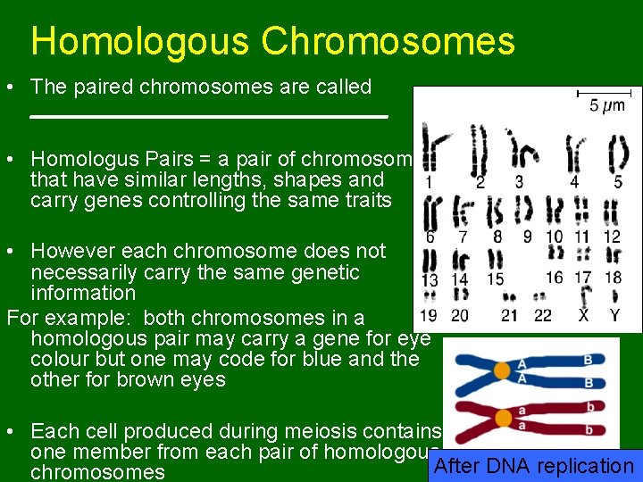 Homologous Chromosomes • The paired chromosomes are called _______________ • Homologus Pairs = a