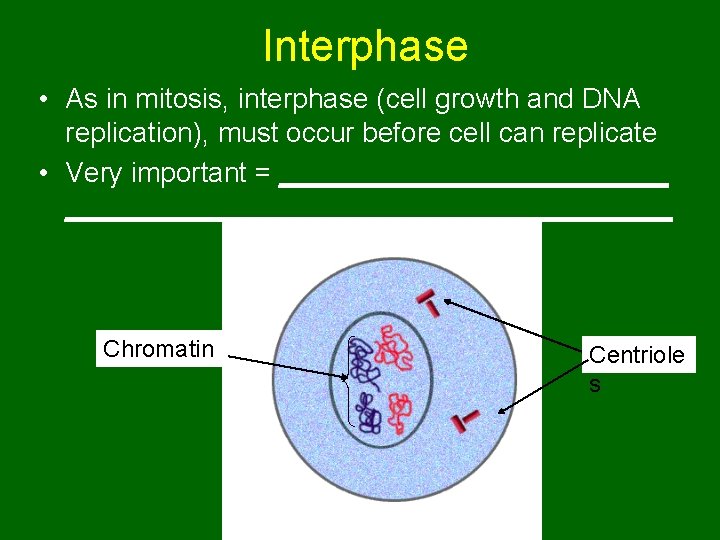 Interphase • As in mitosis, interphase (cell growth and DNA replication), must occur before