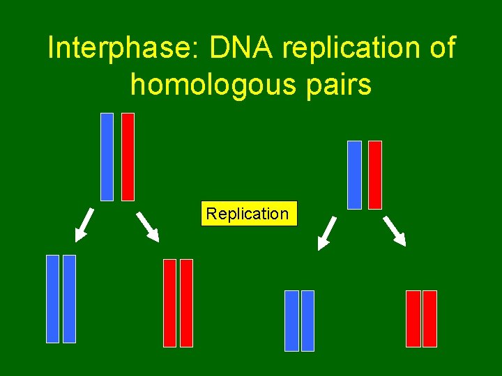 Interphase: DNA replication of homologous pairs Replication 