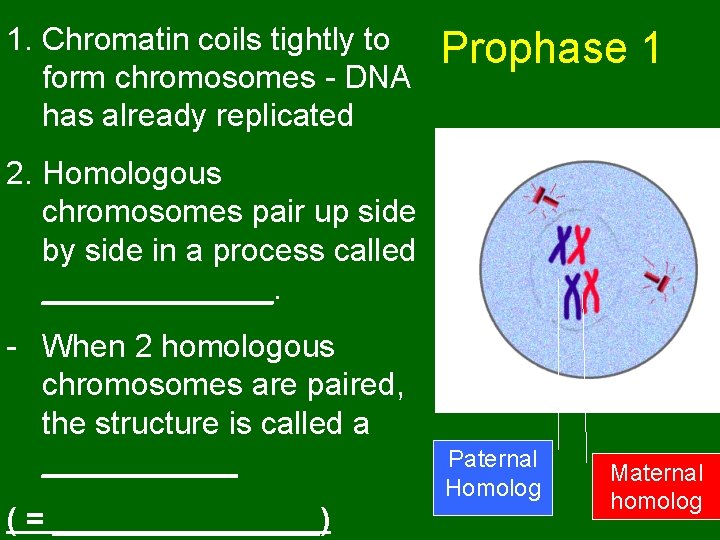 1. Chromatin coils tightly to form chromosomes - DNA has already replicated Prophase 1