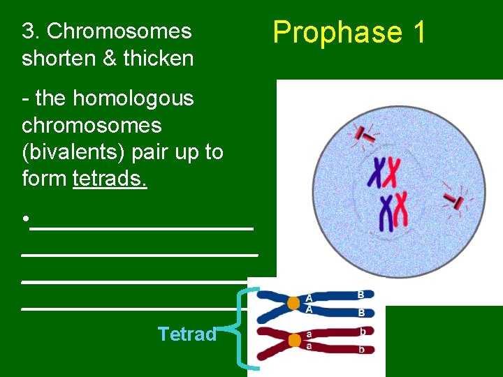 3. Chromosomes shorten & thicken - the homologous chromosomes (bivalents) pair up to form