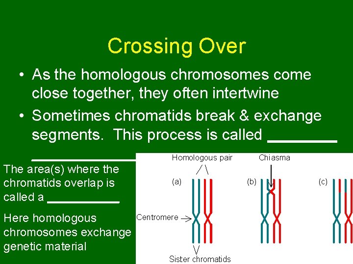 Crossing Over • As the homologous chromosomes come close together, they often intertwine • Crossing Over • As the homologous chromosomes come close together, they often intertwine •