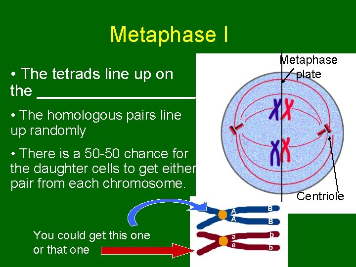 Metaphase I • The tetrads line up on the _________ Metaphase plate • The