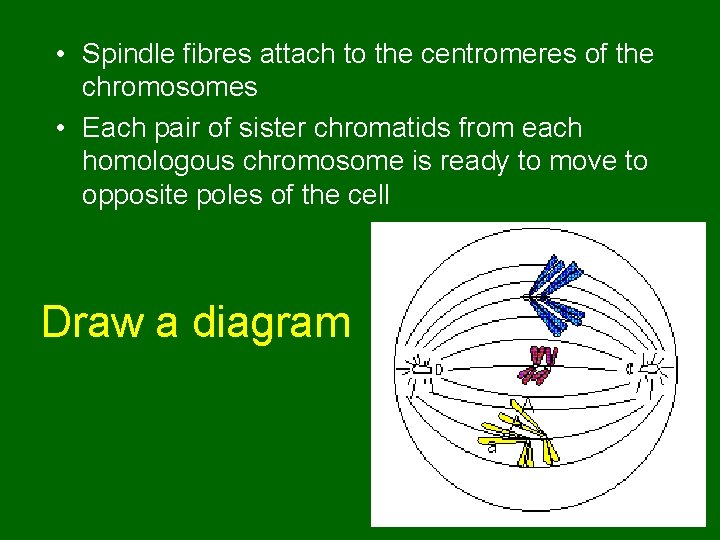  • Spindle fibres attach to the centromeres of the chromosomes • Each pair