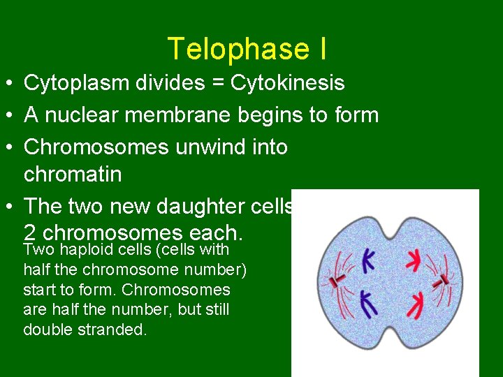 Telophase I • Cytoplasm divides = Cytokinesis • A nuclear membrane begins to form Telophase I • Cytoplasm divides = Cytokinesis • A nuclear membrane begins to form