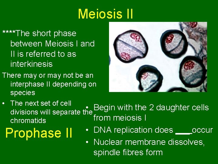 Meiosis II ****The short phase between Meiosis I and II is referred to as