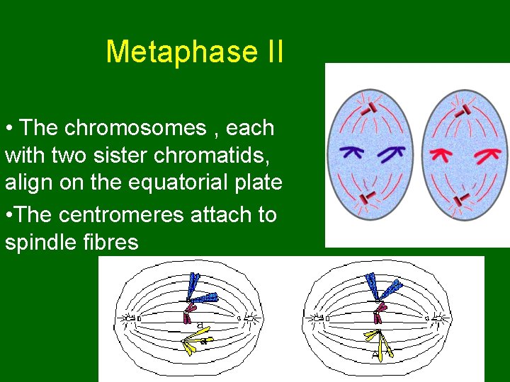 Metaphase II • The chromosomes , each with two sister chromatids, align on the Metaphase II • The chromosomes , each with two sister chromatids, align on the
