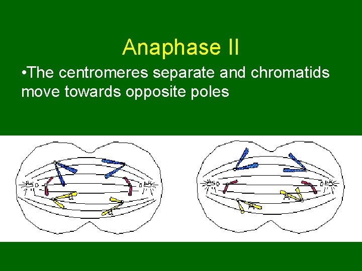 Anaphase II • The centromeres separate and chromatids move towards opposite poles  Anaphase II • The centromeres separate and chromatids move towards opposite poles