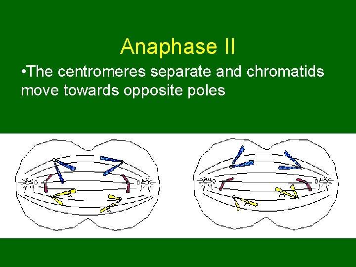 Anaphase II • The centromeres separate and chromatids move towards opposite poles 