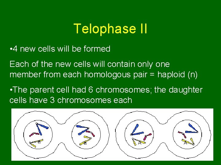 Telophase II • 4 new cells will be formed Each of the new cells Telophase II • 4 new cells will be formed Each of the new cells