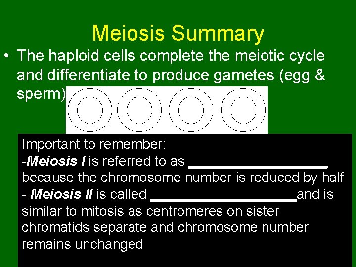 Meiosis Summary • The haploid cells complete the meiotic cycle and differentiate to produce