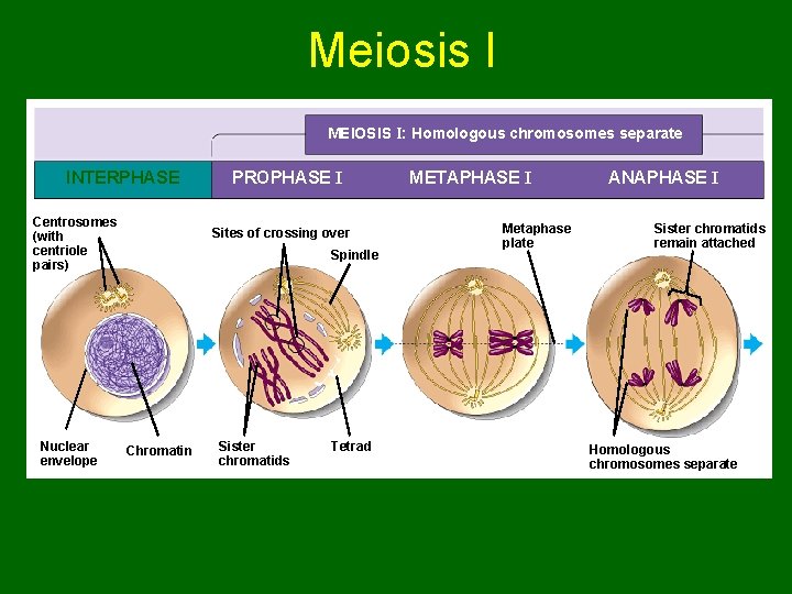 Meiosis I MEIOSIS I: Homologous chromosomes separate INTERPHASE Centrosomes (with centriole pairs) Nuclear envelope Meiosis I MEIOSIS I: Homologous chromosomes separate INTERPHASE Centrosomes (with centriole pairs) Nuclear envelope