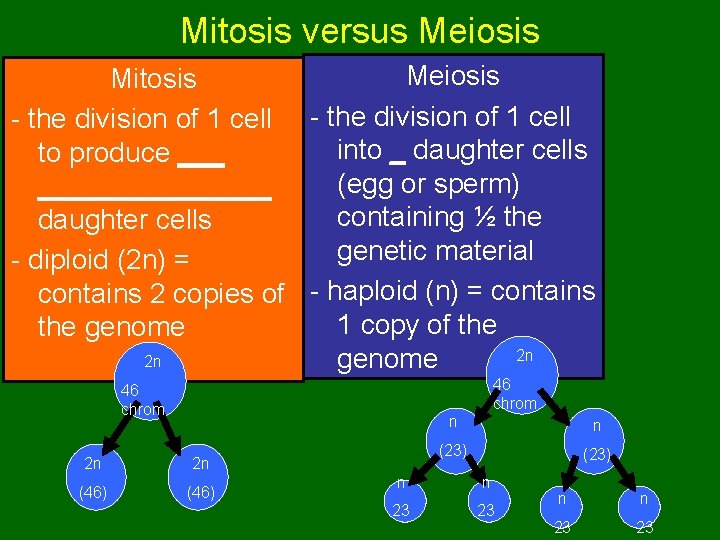 Mitosis versus Meiosis Mitosis - the division of 1 cell into _ daughter cells Mitosis versus Meiosis Mitosis - the division of 1 cell into _ daughter cells