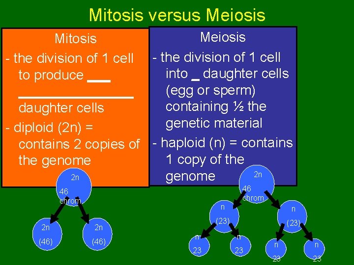 Mitosis versus Meiosis Mitosis - the division of 1 cell into _ daughter cells