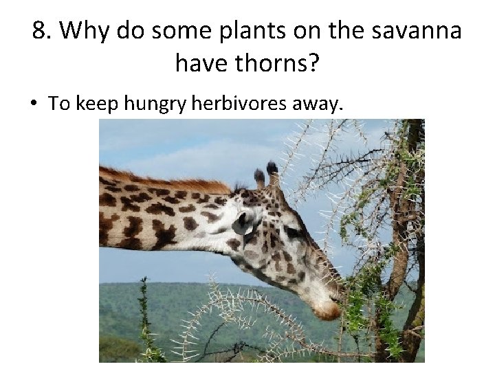 8. Why do some plants on the savanna have thorns? • To keep hungry