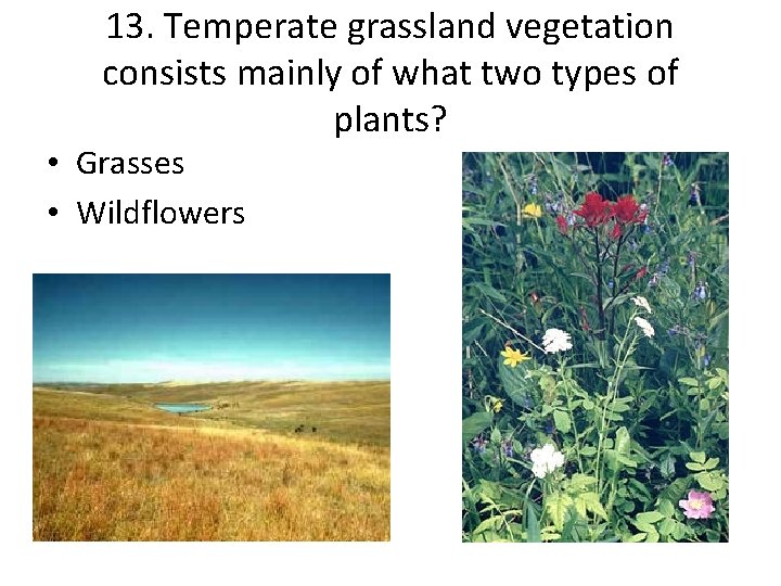 13. Temperate grassland vegetation consists mainly of what two types of plants? • Grasses