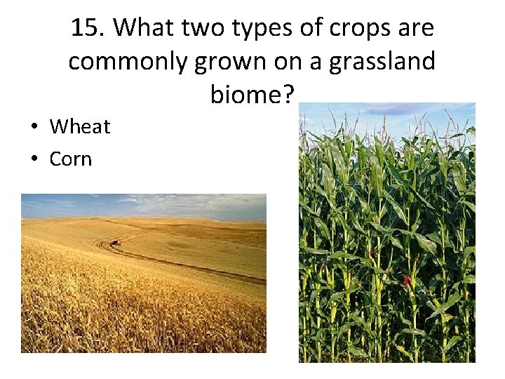 15. What two types of crops are commonly grown on a grassland biome? •