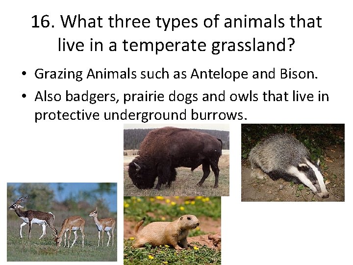 16. What three types of animals that live in a temperate grassland? • Grazing