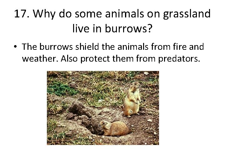 17. Why do some animals on grassland live in burrows? • The burrows shield