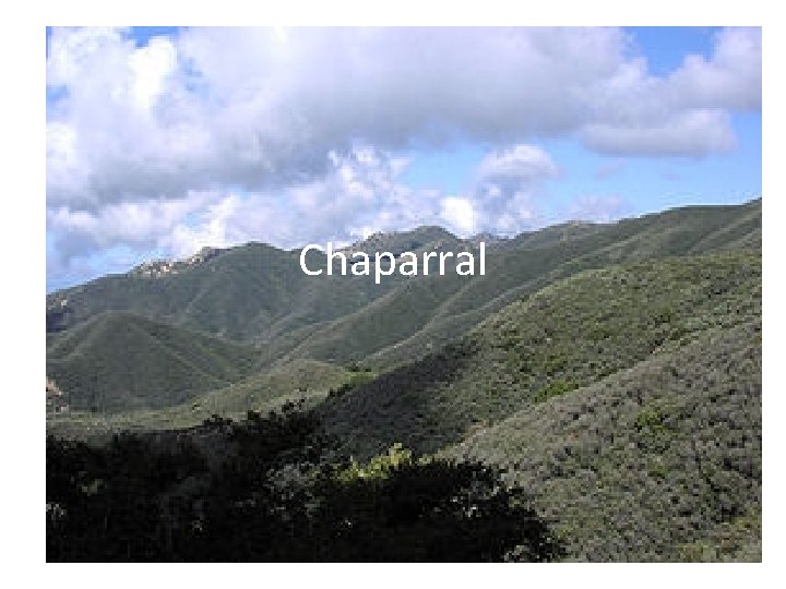 Chaparral 