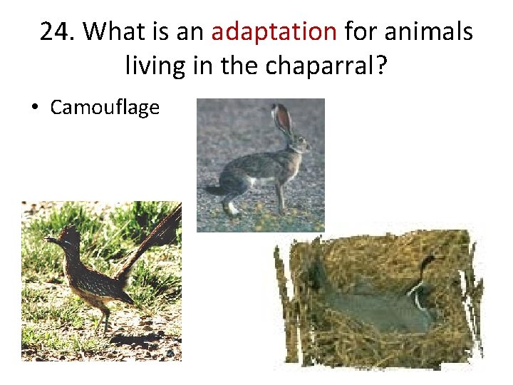 24. What is an adaptation for animals living in the chaparral? • Camouflage 