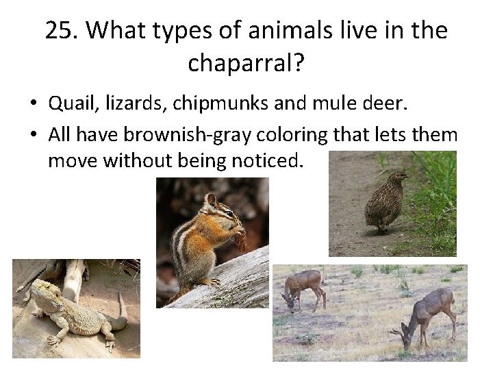 25. What types of animals live in the chaparral? • Quail, lizards, chipmunks and