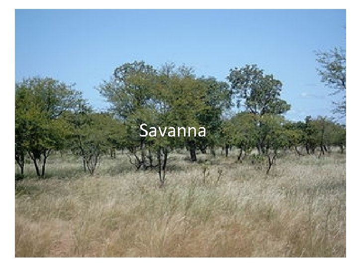Savanna 