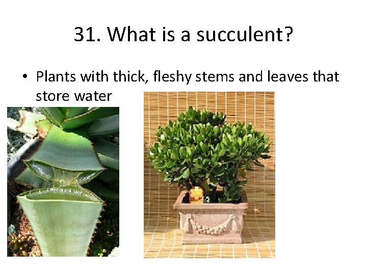 31. What is a succulent? • Plants with thick, fleshy stems and leaves that
