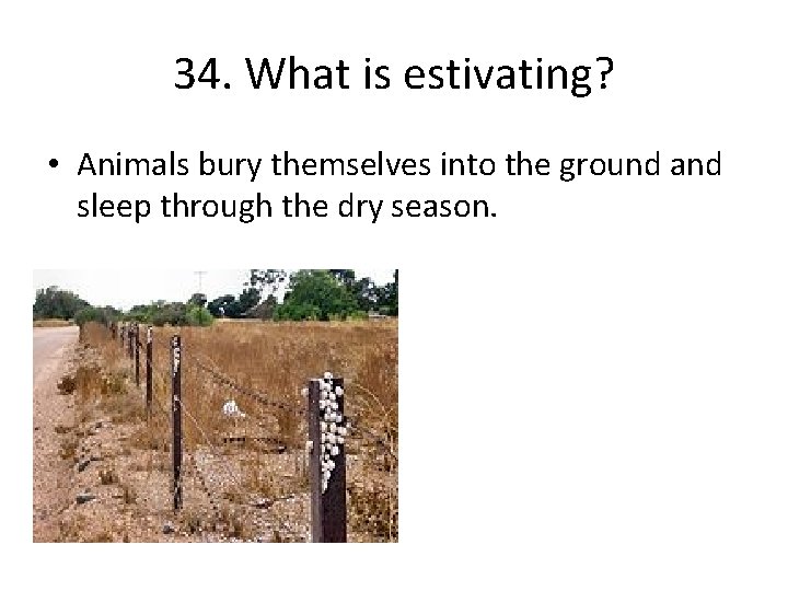 34. What is estivating? • Animals bury themselves into the ground and sleep through