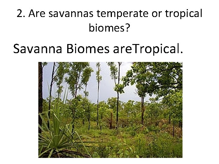 2. Are savannas temperate or tropical biomes? Savanna Biomes are. Tropical. 