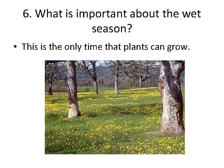 6. What is important about the wet season? • This is the only time