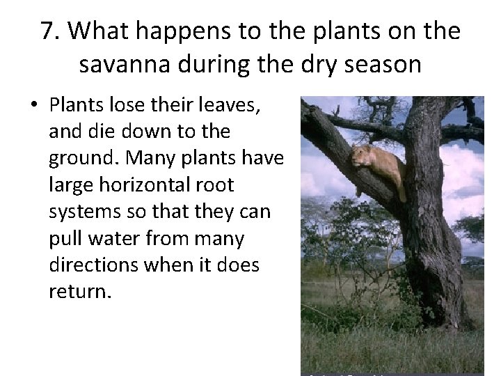 7. What happens to the plants on the savanna during the dry season •