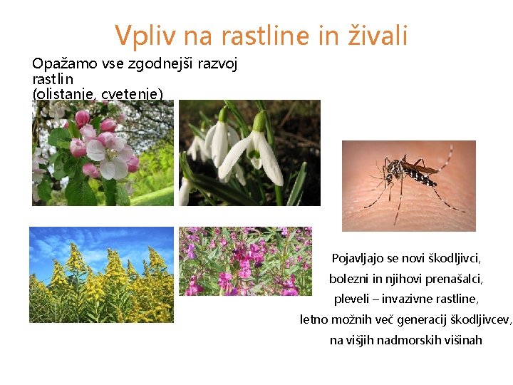 Vpliv na rastline in živali Opažamo vse zgodnejši razvoj rastlin (olistanje, cvetenje) Pojavljajo se