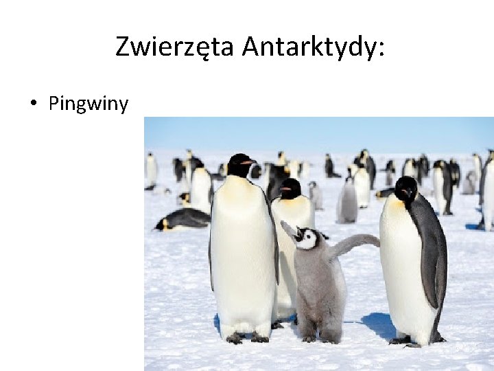  Zwierzęta Antarktydy: • Pingwiny 