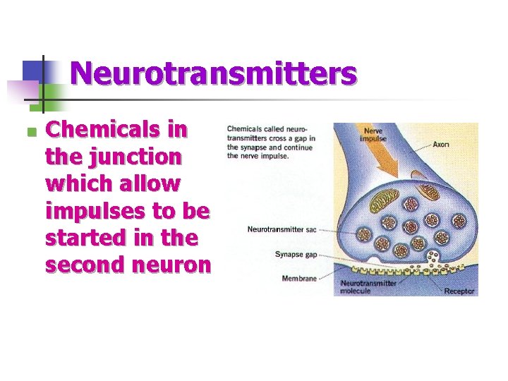 Neurotransmitters n Chemicals in the junction which allow impulses to be started in the